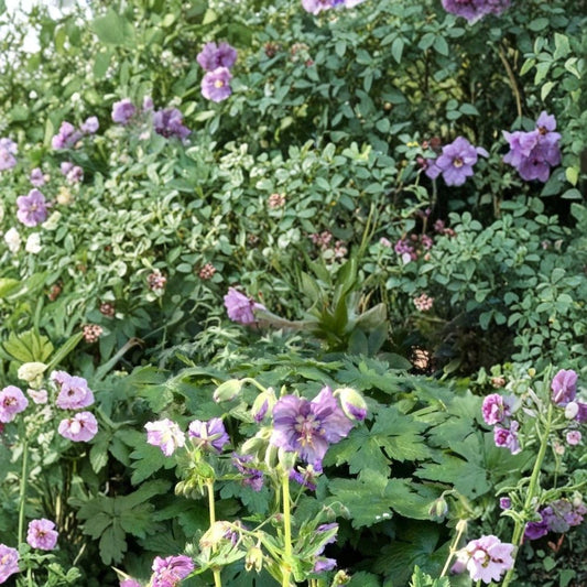 Lavender Pinwheel Geranium Seeds – 25+ Premium Pelargonium Flower Seeds | Lavender Garden & Patio Blooms