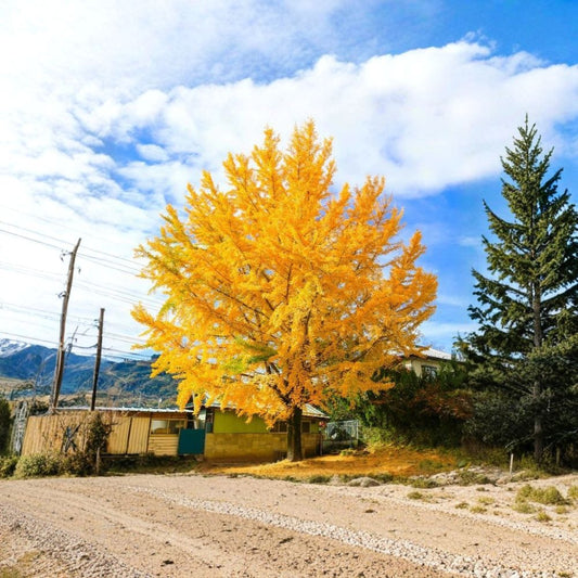 Ginkgo Biloba – Set of 2 Live Trees | 12–15 Inches Tall | 4 Inch Pots | Fan-Shaped Leaves | Yellow Fall Color | Deciduous Ornamental Tree