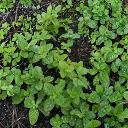 Peppermint – Mentha × piperita Live Bare Root Plants | Set of 10 | Organic Herb | Aromatic Culinary Perennial
