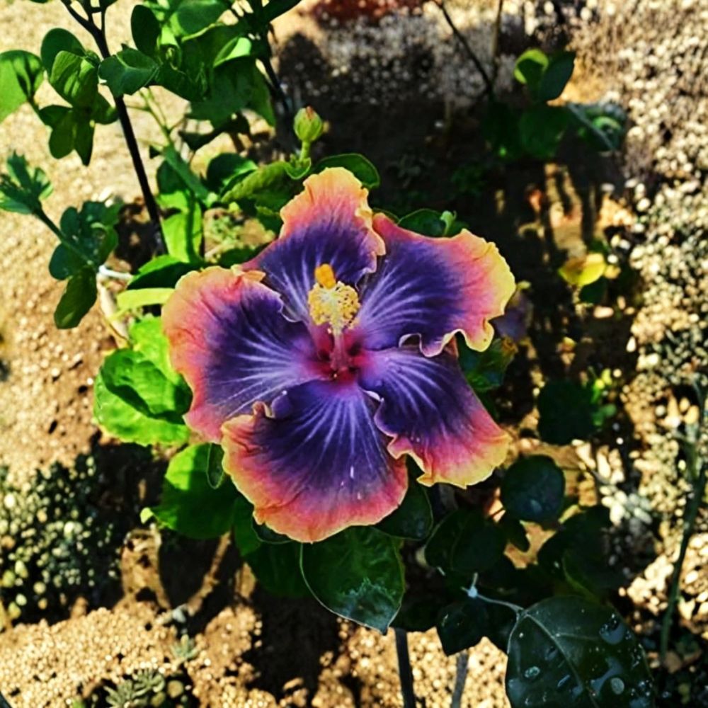 Hardy Hibiscus Live Starter Plant – Hibiscus moscheutos | 3–5 Inch Rooted Plant | Giant Flowering Mallow | Perennial Garden Plant