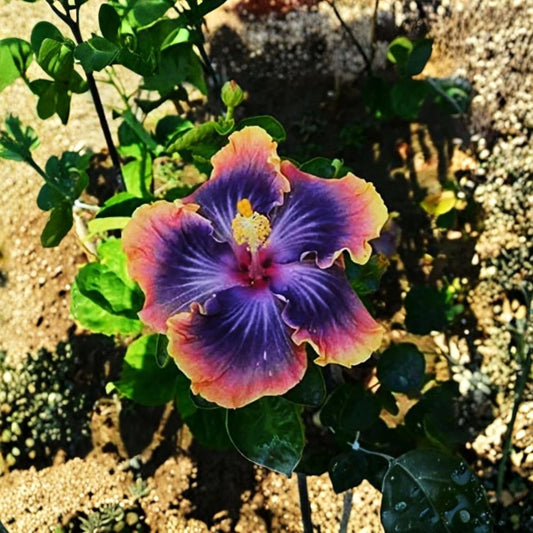 Hardy Hibiscus Live Starter Plant – Hibiscus moscheutos | 3–5 Inch Rooted Plant | Giant Flowering Mallow | Perennial Garden Plant