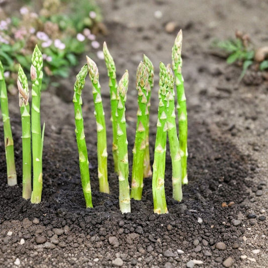 Jersey Giant Asparagus – 5 Bare Root Crowns | Asparagus officinalis | High-Yield Perennial Vegetable | Easy to Grow