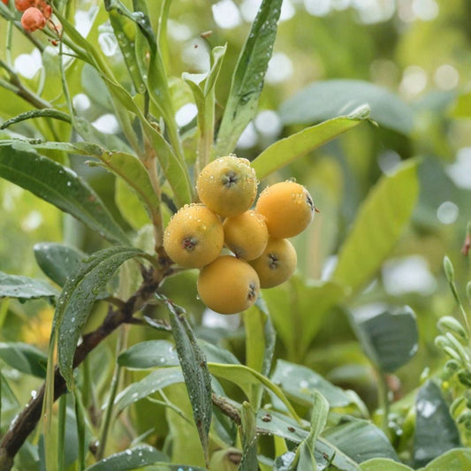 Loquat Tree Live Plant – Eriobotrya japonica | Sweet Yellow Fruit | 2–3 Ft Starter Tree | Edible Fruit Tree | Bare Root