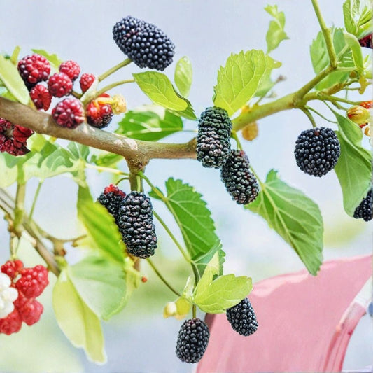 Dwarf Mulberry Tree Live Plant – Everbearing Fruiting Mulberry | 3 Inch Pot | Sweet Edible Fruit | Container Friendly