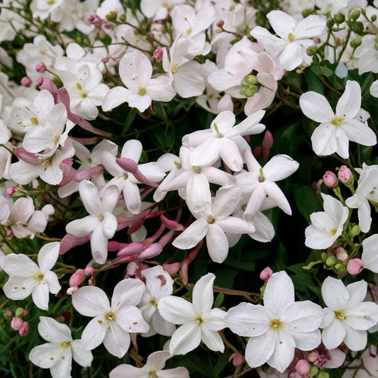Pink Jasmine Vine Plant – Jasminum polyanthum Live Starter | 8–12 Inches Tall | Fragrant Winter Blooms | Indoor Outdoor Climbing Plant | Trellis & Patio Friendly