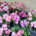 Big Eze Pink Batik Geranium Live Plant – Pelargonium Plug Starter | Patio & Garden Flower Plant | Easy to Grow
