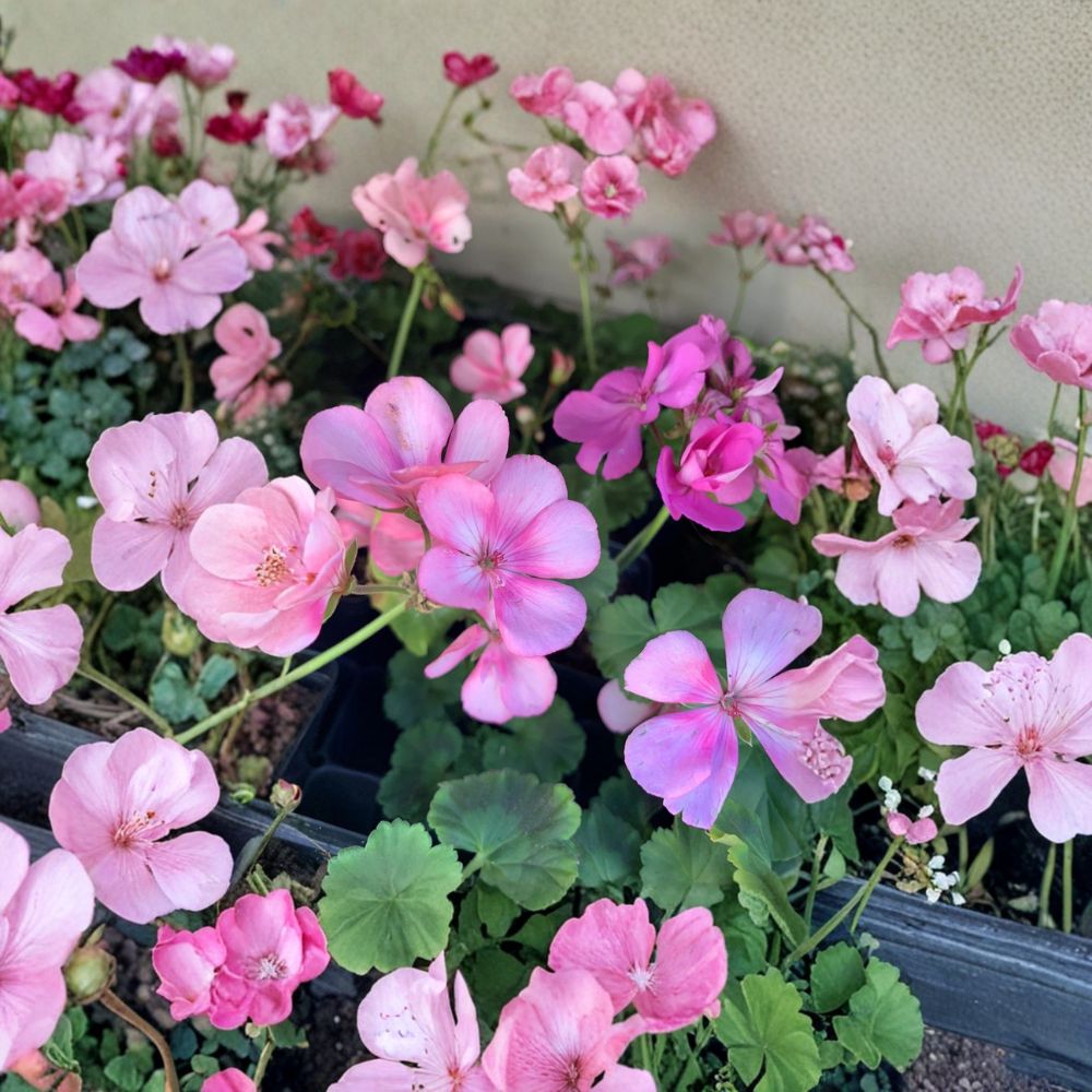 Big Eze Pink Batik Geranium Live Plant – Pelargonium Plug Starter | Patio & Garden Flower Plant | Easy to Grow