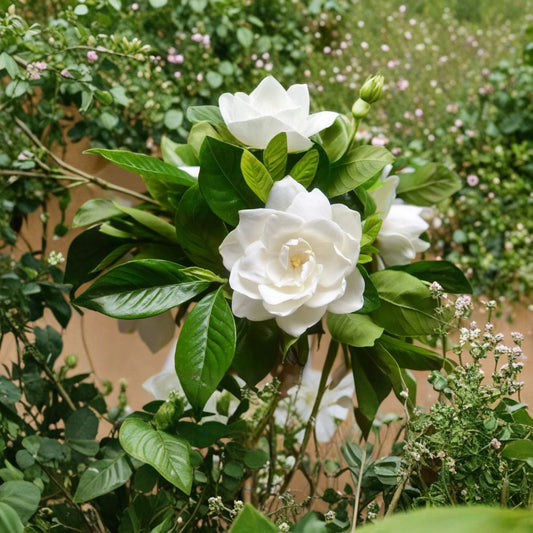 Gardenia Seeds – Cape Jasmine (Gardenia jasminoides) 50 Pack | Fragrant White Flower Shrub | Heirloom Tropical Plant | Indoor Outdoor Growing