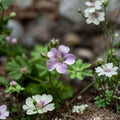 Wild Geranium Roots – Geranium maculatum | 10 Bare Roots | Cranesbill Purple Woodland Flowers | Shade Garden Favorite | Easy to Grow