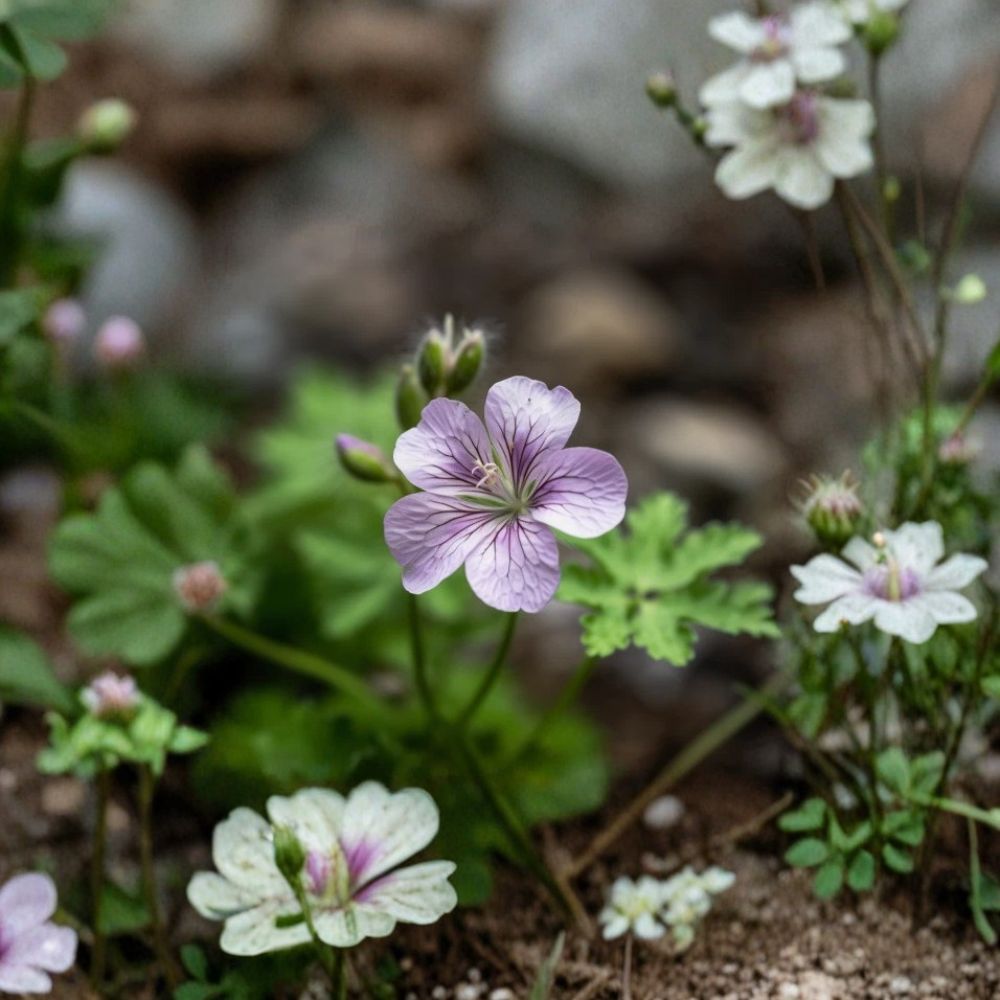 Wild Geranium Roots – Geranium maculatum | 10 Bare Roots | Cranesbill Purple Woodland Flowers | Shade Garden Favorite | Easy to Grow