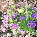 Blueberry Ice Geranium Seeds – 25+ Premium Pelargonium Flower Seeds | Garden & Container Flowers with Free Shipping