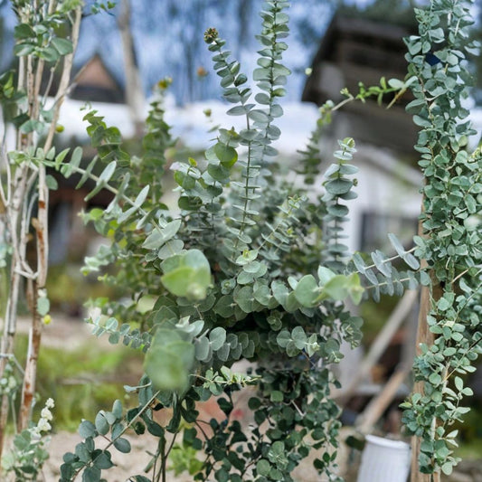 Eucalyptus 'Baby Blue' Live Plug Plant – Eucalyptus pulverulenta | Well-Rooted Starter | Silvery Blue Foliage | Fragrant Ornamental Plant
