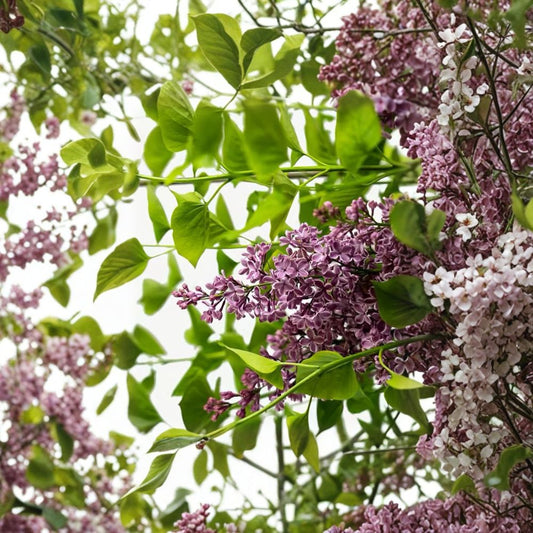 Sensation Lilac Bush – Live Bare Root Plant | Syringa vulgaris 'Sensation' | Purple & White Fragrant Perennial Shrub