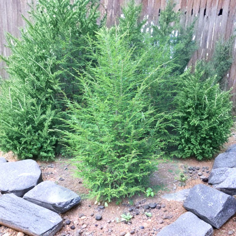 Eastern Hemlock – Tsuga canadensis Live Tree | 24–36 Inches Tall | Bare Root | Native Evergreen Shade Tree