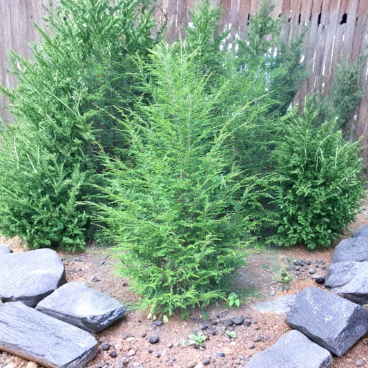 Eastern Hemlock – Tsuga canadensis Live Tree | 24–36 Inches Tall | Bare Root | Native Evergreen Shade Tree