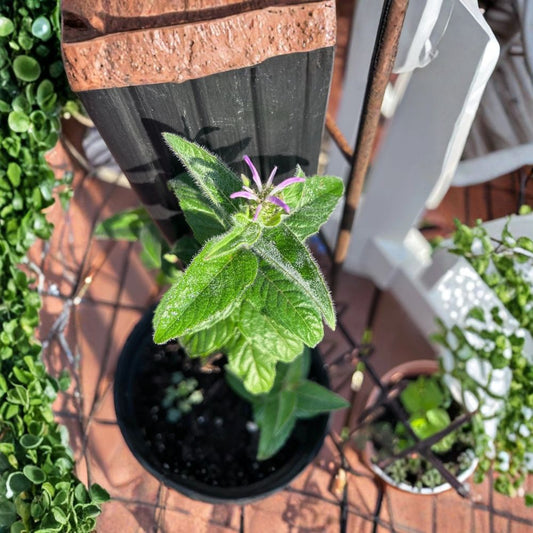 Hairy Mountain Mint Live Plant – 8–12 Inches Tall | Pycnanthemum verticillatum var. pilosum | Fragrant Native Perennial | Bare Root | Pollinator Garden Friendly