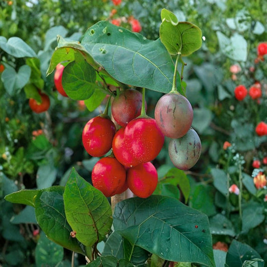 Tamarillo Tomato – Solanum betaceum Live Plant | 4–8 Inches Tall | Tree Tomato Fruit Plant | Tropical Edible Garden | Container Friendly | Fast Growing