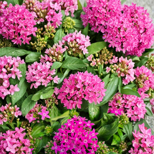 Graffiti Violet Geranium Seeds – Pelargonium Flower Seeds | 25+ Seeds Included | Vibrant Violet Blooms | Patio & Garden Friendly | Easy to Grow