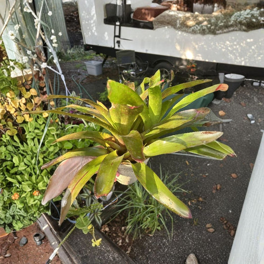Painted Fingernail Bromeliad Live Plant – Neoregelia spectabilis | Tropical Bromeliad | Red-Tipped Foliage | Indoor & Outdoor Plant