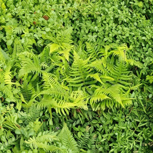 10 Ostrich Fern Bare Roots – Matteuccia struthiopteris | Live Fiddlehead Fern Plants | Shade Loving Perennial | Woodland Garden