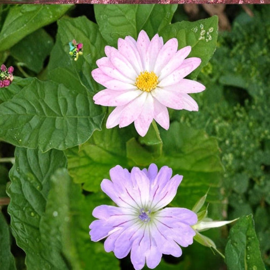 Hexham Lace Geranium Seeds – 25+ Premium Flower Seeds | Colorful Garden Blooms | Patio & Balcony Friendly | Easy to Grow
