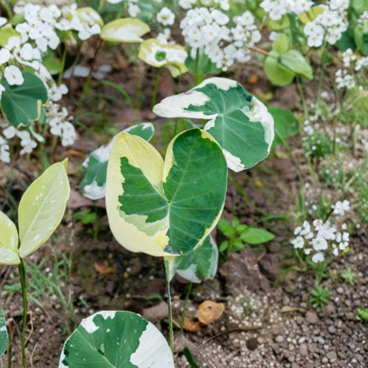 Colocasia ‘Xanthosoma Variegata’ – Live Plant | 4 Inch Pot | Ships Without Pot | Variegated Elephant Ear | Tropical Foliage Plant | Pond Garden