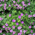 Wild Geranium Bare Roots – 30 Organic Cranesbill Geranium maculatum Plants | Hardy Native Perennial Flowers