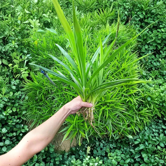Pandan Plant – Live Rooted Plant | Pandanus amaryllifolius | Fragrant Pandan Leaf | Culinary Tropical Herb