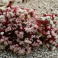 Pink Jasmine – Jasminum polyanthum Live Starter Plant | Rooted in Pot | Extremely Fragrant Climbing Vine | Indoor Outdoor