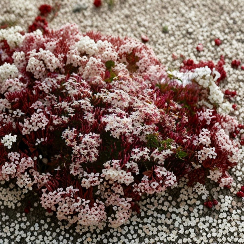 Pink Jasmine – Jasminum polyanthum Live Starter Plant | Rooted in Pot | Extremely Fragrant Climbing Vine | Indoor Outdoor