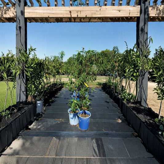 Sun Prince Peach Tree – Prunus persica Live Plant | 4–6 Feet Tall | Sweet Juicy Freestone Peaches | Cold Hardy Fruit Tree | Self-Pollinating