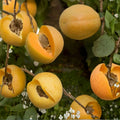 Brittany Gold Apricot Tree – Prunus armeniaca Bare Root | 3 Feet Tall | Late Season Sweet Apricot | Self-Fertile Fruit Tree | Reliable Producer