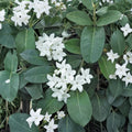 Madagascar Jasmine Plant – Stephanotis floribunda Live Starter | 2–8 Inches Tall | Fragrant White Vine | Indoor Outdoor Climbing Plant | Ships With Pot