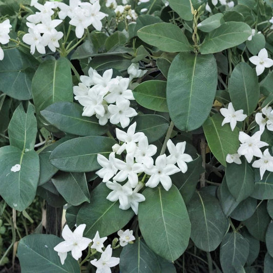 Madagascar Jasmine Plant – Stephanotis floribunda Live Starter | 2–8 Inches Tall | Fragrant White Vine | Indoor Outdoor Climbing Plant | Ships With Pot