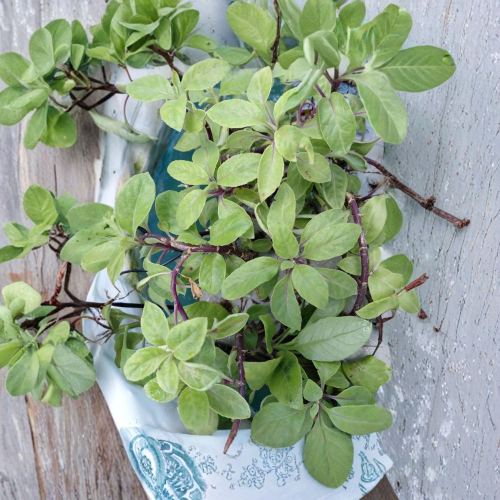 Longevity Spinach – Gynura procumbens Live Rooted Cuttings | Set of 3 | Water-Rooted | Edible Perennial Herb