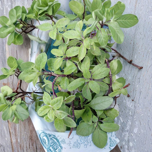 Longevity Spinach – Gynura procumbens Live Rooted Cuttings | Set of 3 | Water-Rooted | Edible Perennial Herb