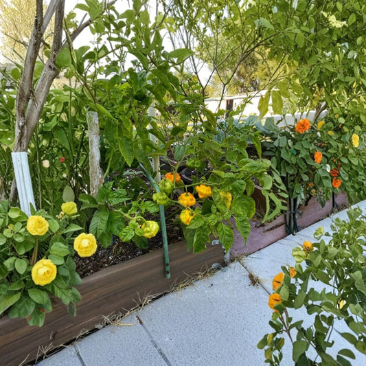 2 Live Yellow Jamaican Scotch Bonnet Pepper Plants – 4" Pot-Grown | Hot Yellow Pepper | Edible Vegetable Plant | Ships Without Pots