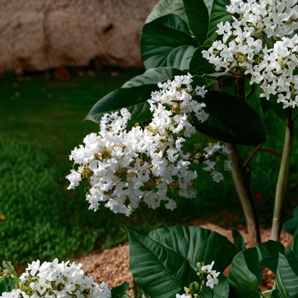 White Crape Myrtle Live Starter Shrub – 12–18 Inch Bare Root | Lagerstroemia | White Flowering Tree | Landscape Plant