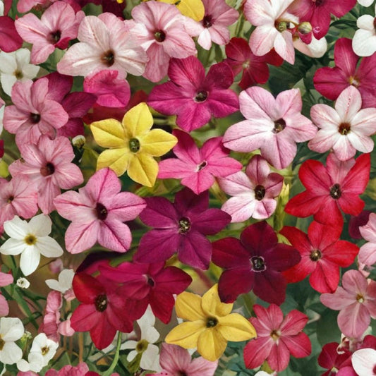 Jasmine Tobacco Seeds – Nicotiana alata Sensation Mix | 5,000+ Seeds | Fragrant Evening Flowers | Colorful Garden Blooms