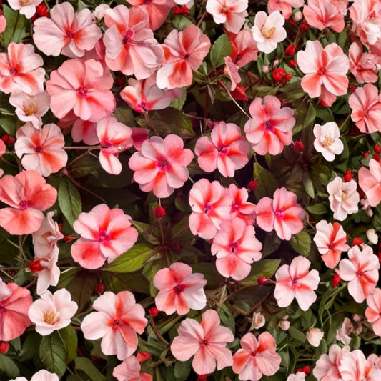 SunPatiens ‘Vigorous Peach Candy’ Live Plants – 4 Nursery Plugs | Peach & White Flowers | Heat Tolerant Annual | Sun or Shade