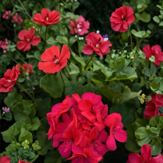Presto Dark Fuchsia Geranium Seeds – 25+ Premium Flower Seeds | Vibrant Garden Blooms | Patio & Balcony Friendly | Easy to Grow