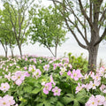 Beth Chatto Geranium Seeds – 25+ Premium Pelargonium Flower Seeds | Vibrant Garden & Patio Blooms