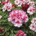 Horizon New Star Geranium Seeds – F1 Hybrid Pelargonium | 15 Premium Seeds | Compact Flowering Plant | Patio & Container Friendly