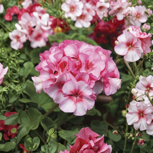 Horizon New Star Geranium Seeds – F1 Hybrid Pelargonium | 15 Premium Seeds | Compact Flowering Plant | Patio & Container Friendly