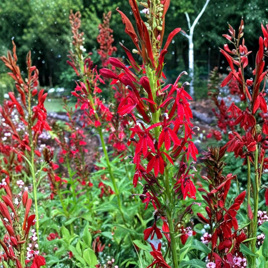 Red Cardinal Flower – 20 Live Bare Root Plants | Lobelia cardinalis | Native Pollinator Perennial | Scarlet Blooms