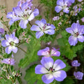 Buxton’s Blue Geranium Seeds – 25+ Hardy Geranium Flower Seeds | Cottage Garden Perennial with Free Shipping