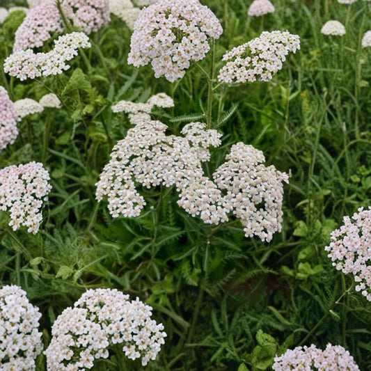 Pearl White Yarrow – Live Bare Root Plant with Rhizomes | Achillea millefolium | Perennial Garden Flower | Pollinator Friendly