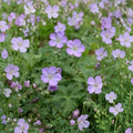 Wild Geranium Bare Roots – Geranium maculatum | 10 Bare Root Plants | Native Woodland Perennial | Shade Garden Favorite | Easy to Grow