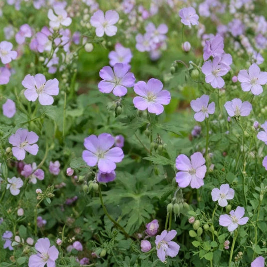 Wild Geranium Bare Roots – Geranium maculatum | 10 Bare Root Plants | Native Woodland Perennial | Shade Garden Favorite | Easy to Grow