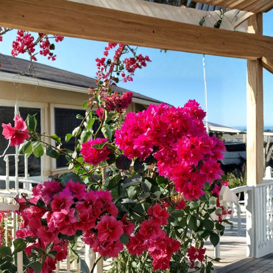 Double Red Bougainvillea – 2 Live Plants | 4–6 Inches Tall | Ships Without Pot | Tropical Flowering Vine | Red Double Bracts | Patio & Garden
